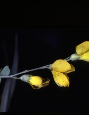 Baptisia tinctoria (L.) R. Br. ex Ait. f. (yellow false indigo), several yellow flowers