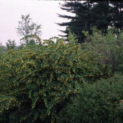 Berberis ‘Tara’ (EMERALD CAROUSEL® barberry), shrub