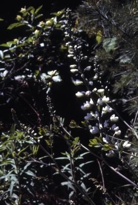 Baptisia alba var. macrophylla (Larisey) Isley (white wild indigo), flowers and leaves