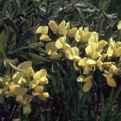 Baptisia bracteata var. leucophaea (Nutt.) Kartez & Gandhi (cream wild indigo), flowers and leaves