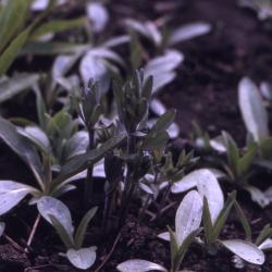 Baptisia alba var. macrophylla (Larisey) Isley (white wild indigo), leaves and buds 
