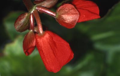 Begonia sp. L.  (Begonia), close up of flower petals 