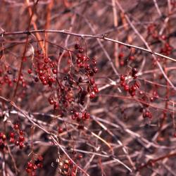 Berberis koreana Palib. (Korean barberry), berries hanging from stems