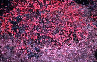 Berberis koreana Palib. (Korean barberry), fall color on branches