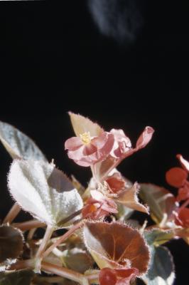 Begonia semperflorens  Link & Otto (wax begonia), flowers