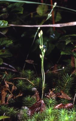 Bartonia virginica (L.) Britton, Sterns & Poggenb. (yellow screwstem), two flower stalks