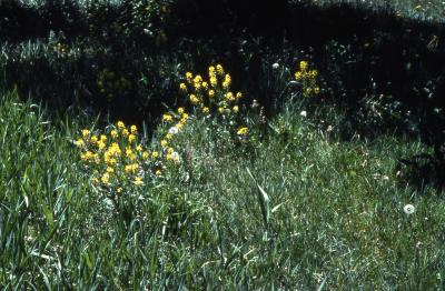 Barbarea vulgaris W.T.Aiton (yellowrocket), several blooming plants
