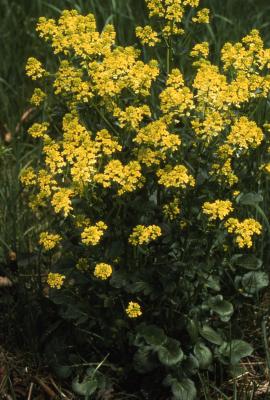 Barbarea vulgaris W.T.Aiton (yellowrocket), habit with flowers