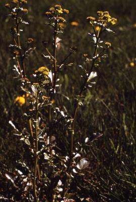 Barbarea vulgaris W.T.Aiton (yellowrocket), several flower stalks
