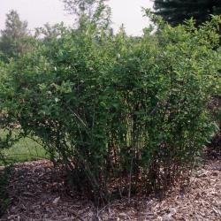 Berberis koreana Palib. (Korean barberry), upright habit of shrub