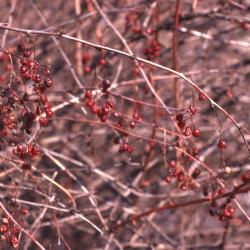 Berberis koreana Palib. (Korean barberry), berries handing from leafless stems