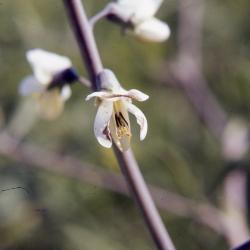 Baptisia alba var. macrophylla (Larisey) Isley (white wild indigo), flower