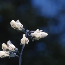 Baptisia alba var. macrophylla (Larisey) Isley (white wild indigo), flower buds