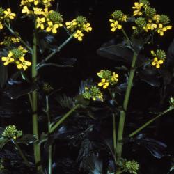 Barbarea vulgaris W.T.Aiton (yellowrocket), yellow flowers and flower buds
