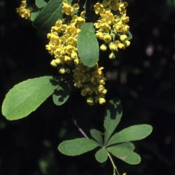 Berberis koreana Palib. (Korean barberry), several clusters of flowers hanging in racemes on branch