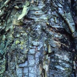 Betula alleghaniensis Britton (yellow birch), peeling bark