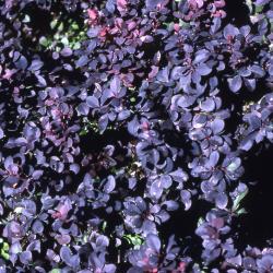 Berberis thunbergii ‘Concorde’ (Concorde purple-leaved Japanese barberry), leaves