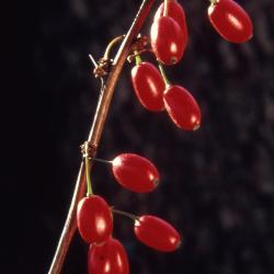 Berberis thunbergii De Candolle (Japanese barberry), fruits hanging from stem