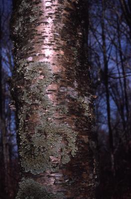 Betula alleghaniensis Britton (yellow birch), bark on trunk