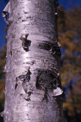 Betula pendula Roth (European white birch), peeling white bark on trunk, lenticels visible