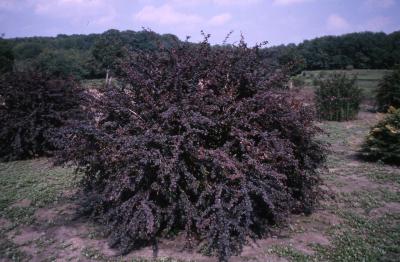 Berberis × ottawensis 'Superba' (Superba barberry), arching habit and leaves of shrub