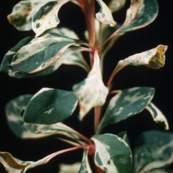 Berberis thunbergii ‘Aurea’ (Golden Japanese barberry), stem with leaves
