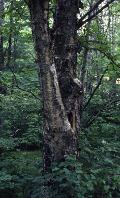 Betula alleghaniensis Britton (yellow birch), trunk