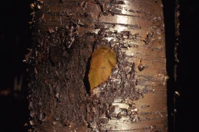 Betula alleghaniensis Britton (yellow birch), peeling bark with single leaf
