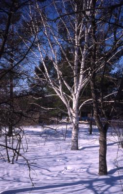 Betula L. (birch), winter habit