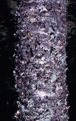 Betula L. (birch), peeling bark and lichens on trunk
