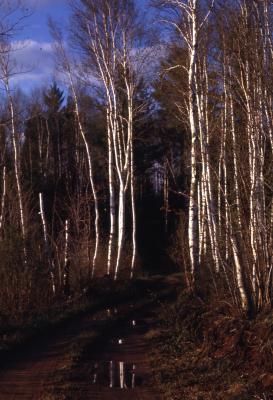 Betula pendula Roth (European white birch), habit, habitat
