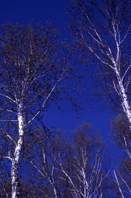 Betula pendula Roth (European white birch), several tree trunks and bare branches