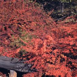 Berberis thunbergii De Candolle (Japanese barberry), habit in fall color
