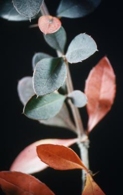 Berberis ×mentorensis L. M. Ames (Mentor barberry), close-up of leaves on stem
