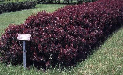 Berberis thunbergii ‘Atropurpurea Nana’ (Crimson Pygmy Japanese barberry), hedge
