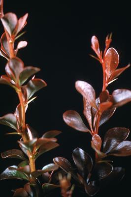 Berberis thunbergii ‘Atropurpurea Nana’ (Crimson Pygmy Japanese barberry), young stems with leaves