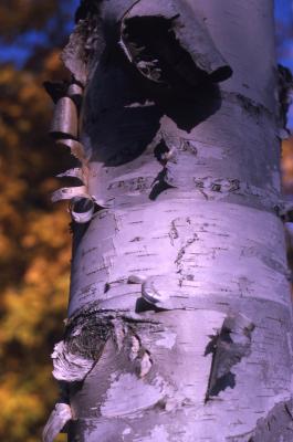 Betula pendula Roth (European white birch), peeling bark on trunk, horizontal lenticels