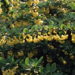 Berberis ‘Tara’ (EMERALD CAROUSEL® barberry), branches with leaves