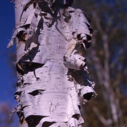 Betula pendula Roth (European white birch), bark on trunk