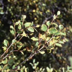 Betula fruticosa Pall. (ernik birch), leaves and twigs