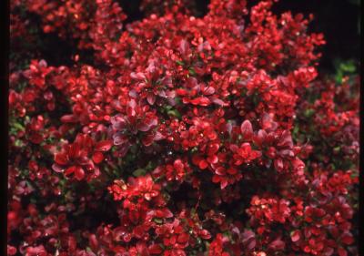 Berberis thunbergii ‘Atropurpurea Nana’ (Crimson Pygmy Japanese barberry), shrub