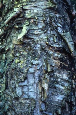 Betula alleghaniensis Britton (yellow birch), peeling bark