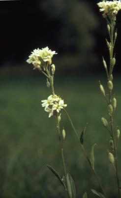 Berteroa incana (L.) DC. (hoary alyssum), flowers and leaves