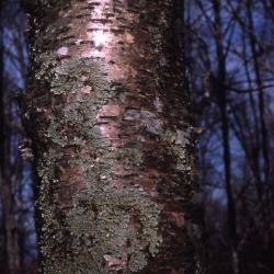 Betula alleghaniensis Britton (yellow birch), bark on trunk