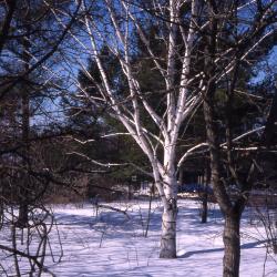 Betula L. (birch), winter habit