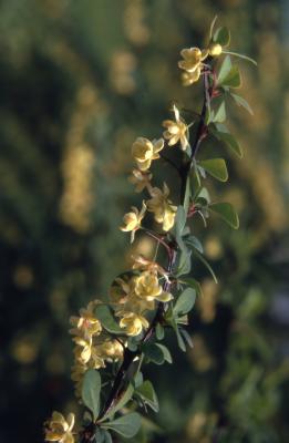 Berberis thunbergii De Candolle (Japanese barberry), stem with flowers 