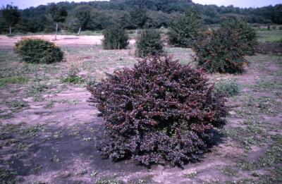 Berberis thunbergii ‘Redbird’, shrub