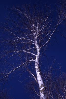 Betula pendula Roth (European white birch), trunk and branches