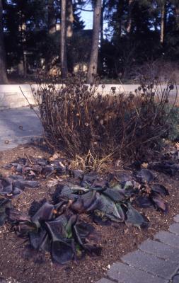 Bergenia crassifolia (L.) Fritsch. (leather bergenia), habit