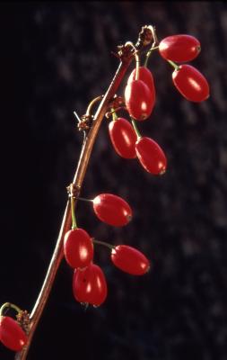 Berberis thunbergii De Candolle (Japanese barberry), fruits hanging from stem